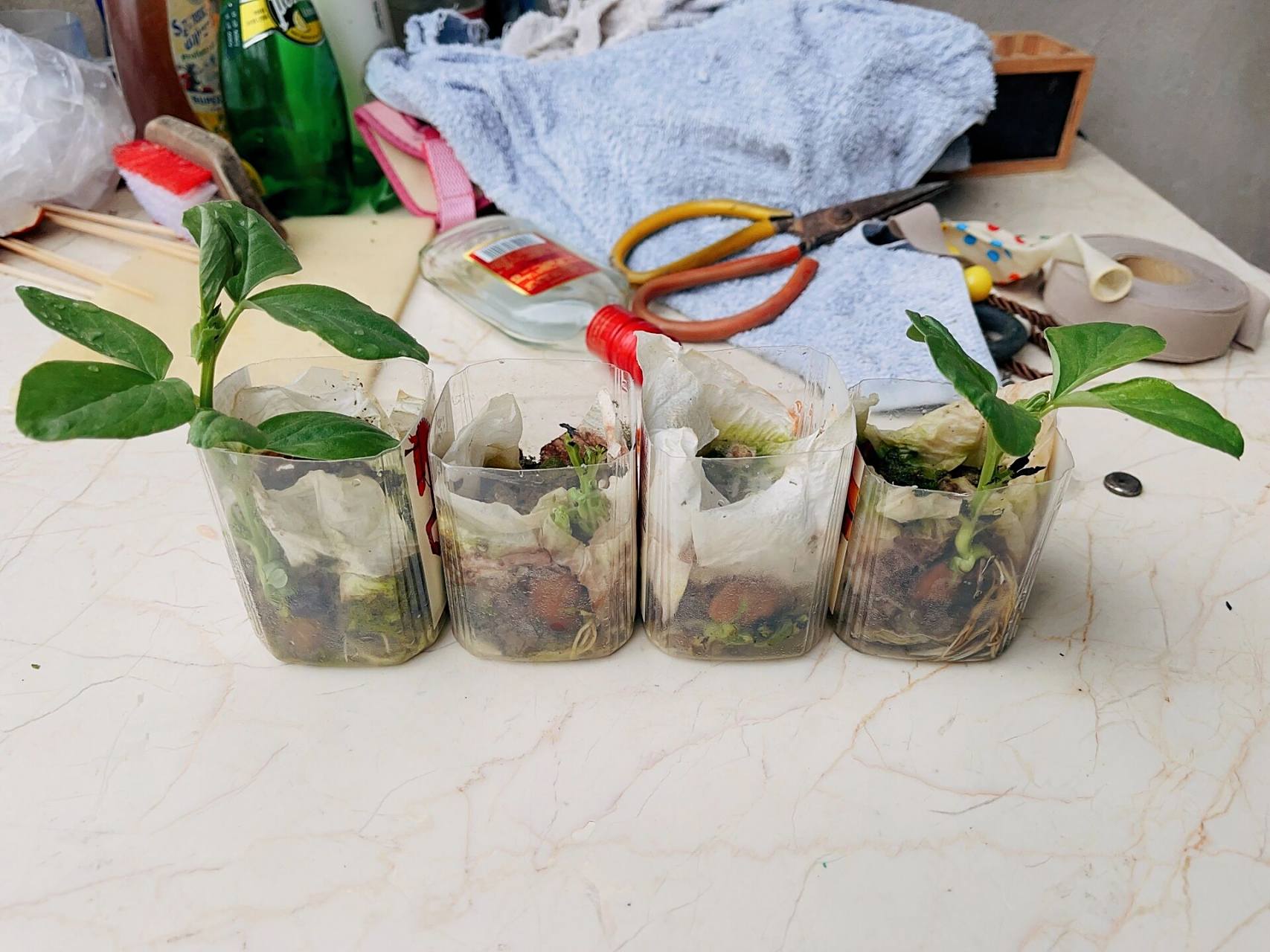 四下科学 蚕豆种植杯 第一次这样清楚的观察一种植物的生根发芽