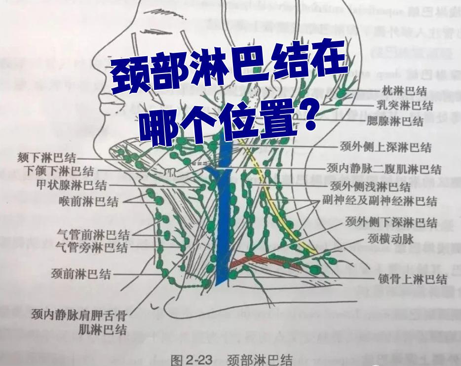 颈部淋巴结在哪个位置?