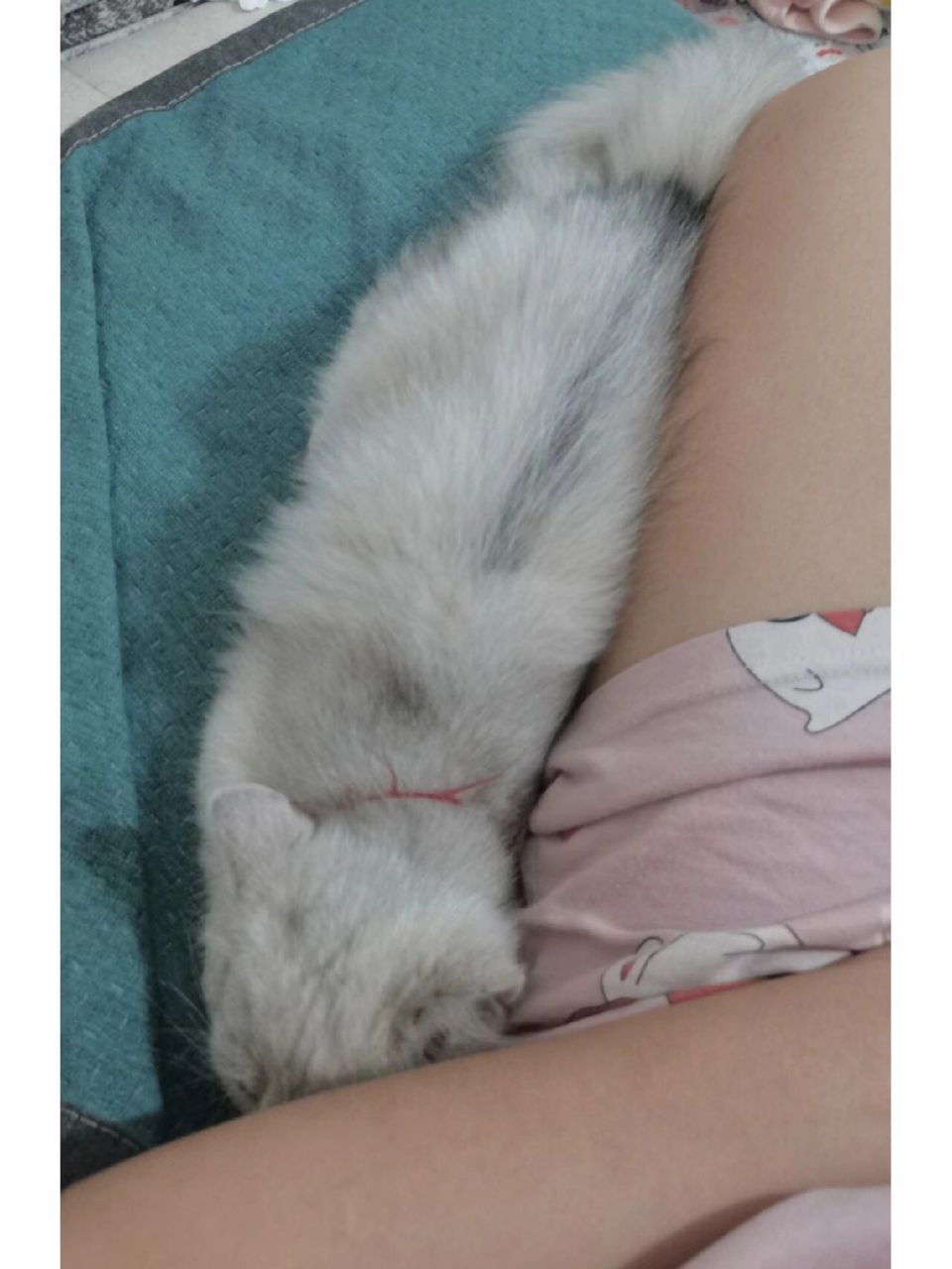 猫背上长黑毛 本来身上只有一块黑色的毛 没太在意 以为几天没有了