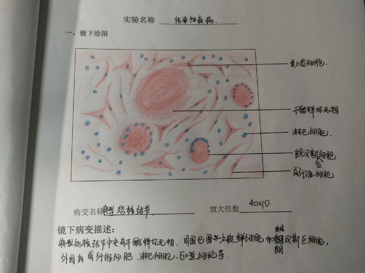 病理绘图