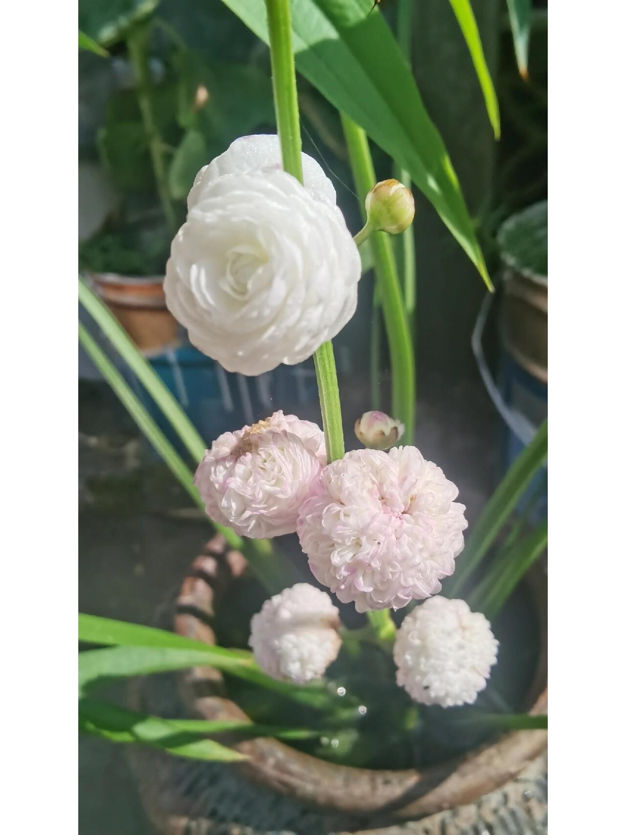 期待已久的重瓣花茨菇开花了!