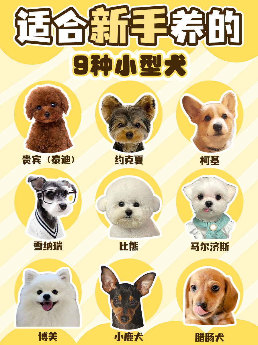 萌宠宠物狗狗犬可爱动物哈希娱乐- 哈希游戏平台- 哈希游戏官方网站