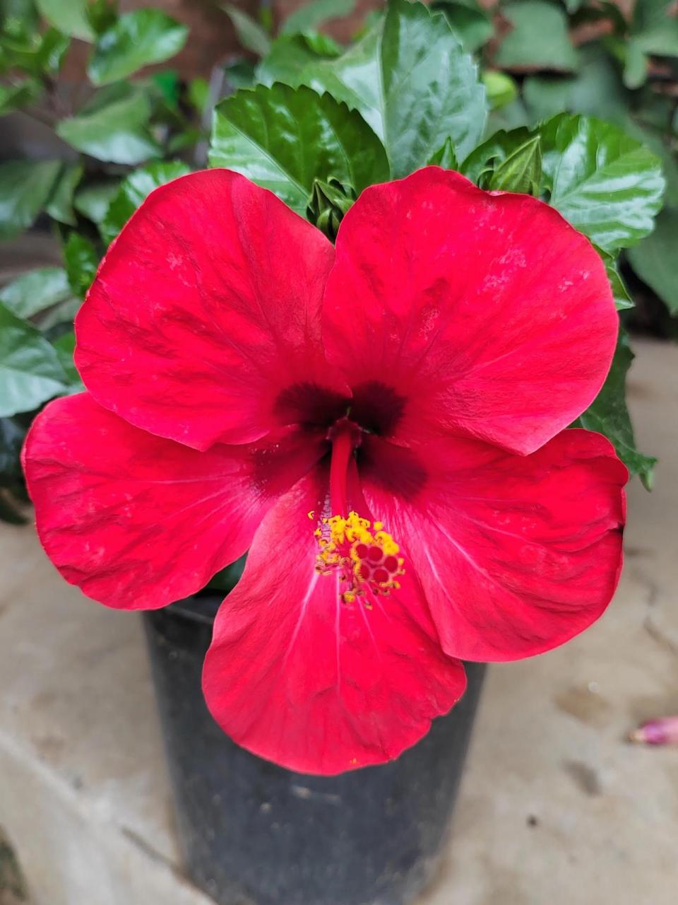 扶桑花别名朱槿,佛槿,是常见的观花植物,它几乎一年四季都在开花,它的