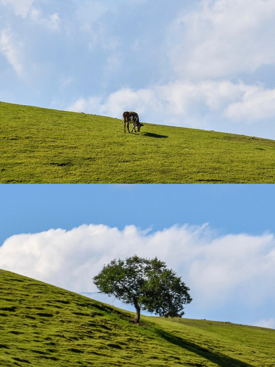 大兴安岭余脉的绿丝带 扎鲁特草原是立体的,她位于内蒙古通辽市北部