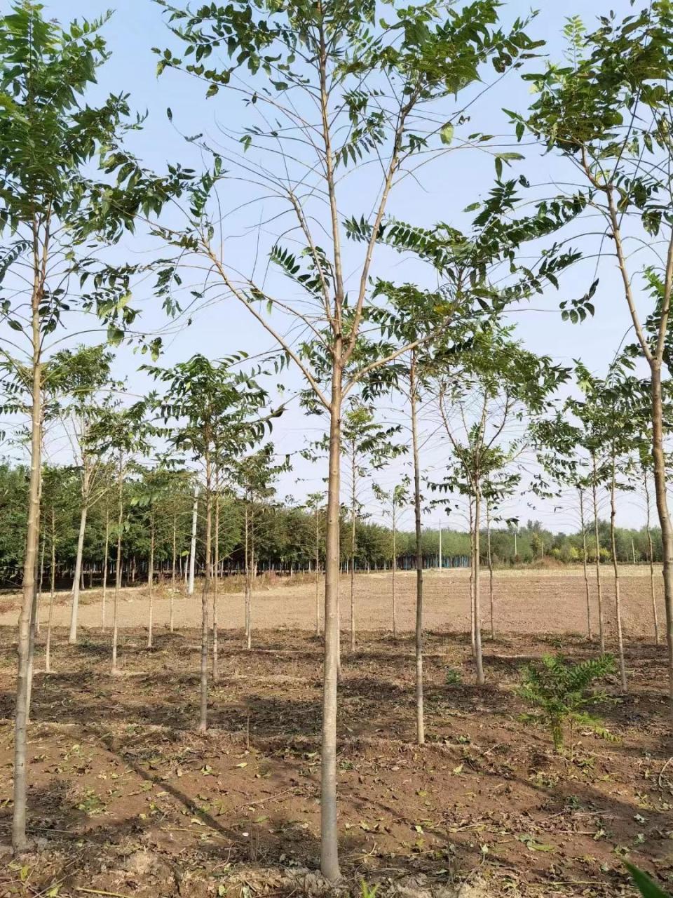 千头椿,以其独特的树形和快速的生长能力,成为园林绿化中的优良树种.