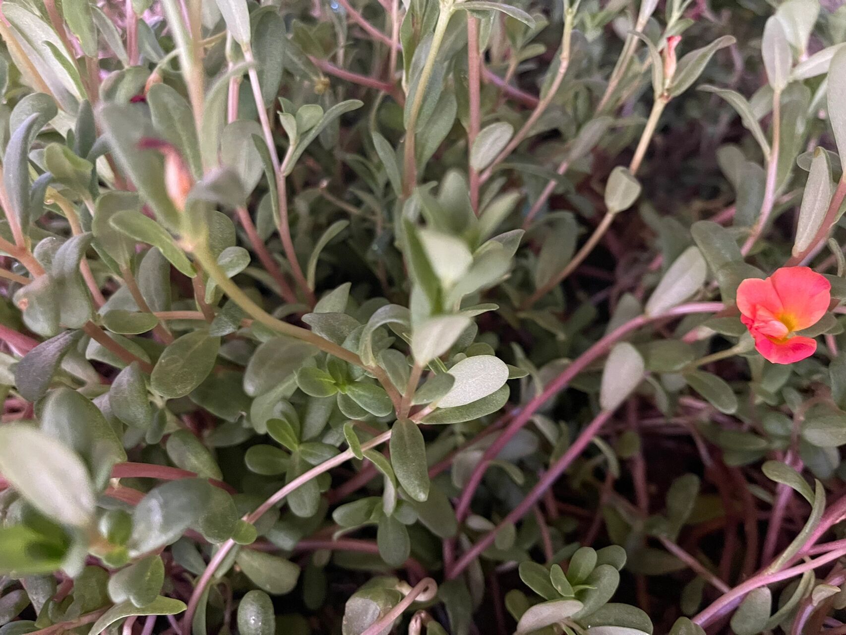 跟我小时候家里种的太阳花好像不太一样.