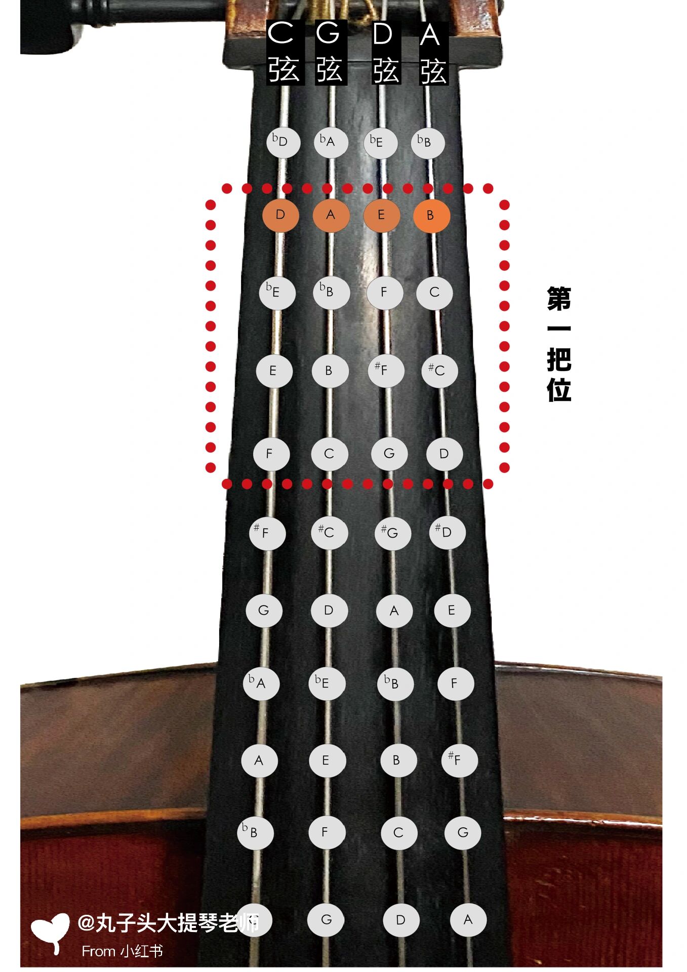 【双语大提琴】最直观!常用把位图示
