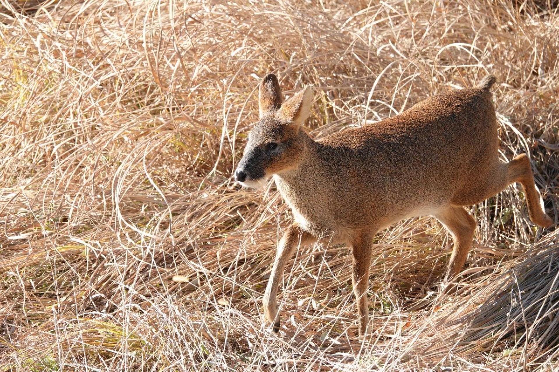 东北第一神兽——狍子 狍子是一种中小型鹿类.