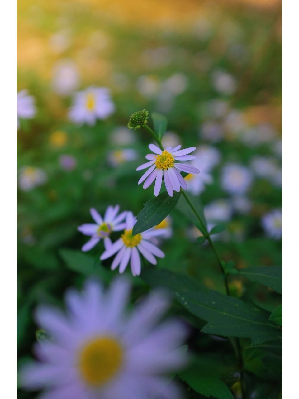 是菊科,马兰属多年生草本植物,根状茎有匍枝,茎直立,高可达70厘米
