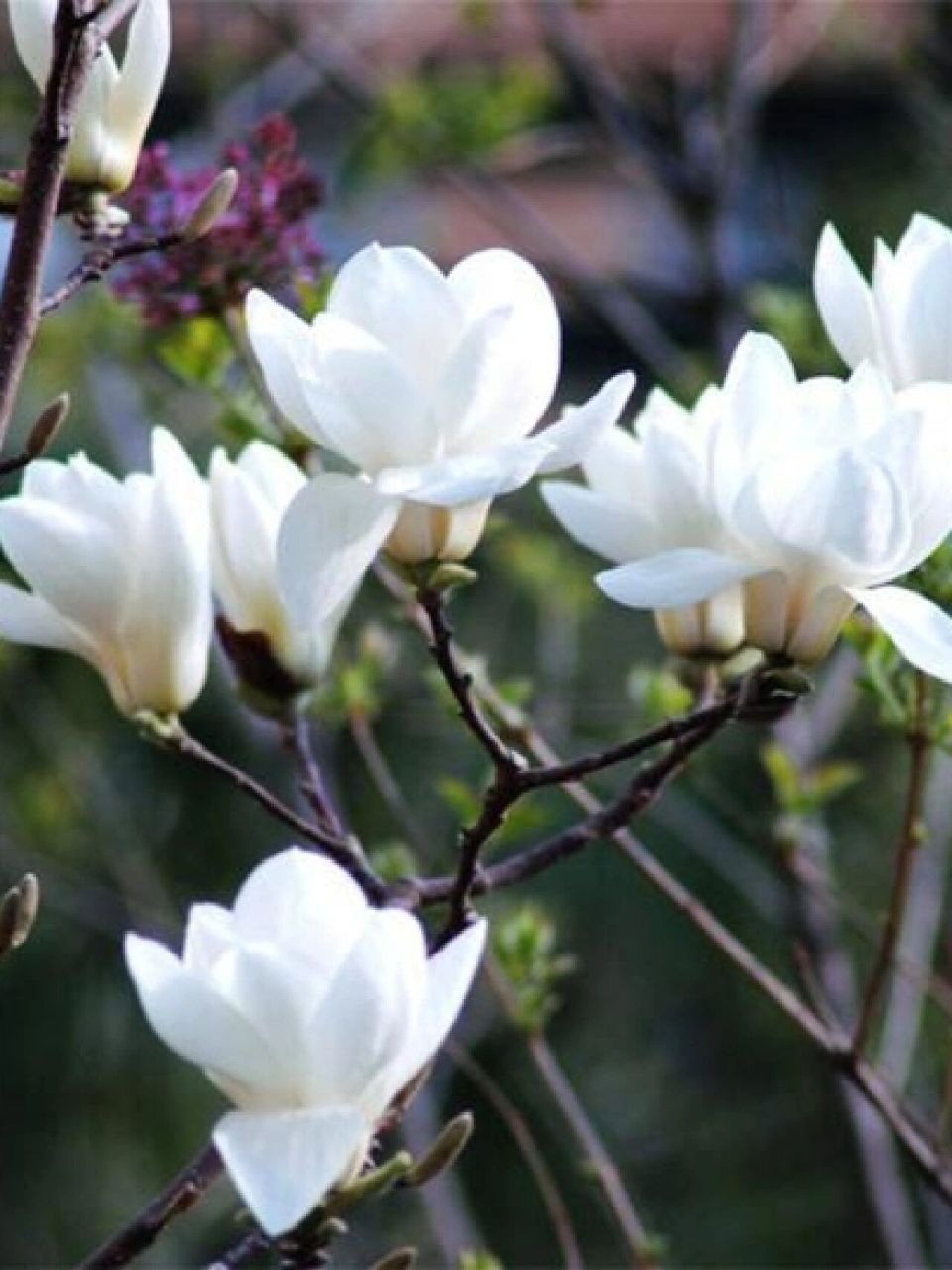 白玉兰花     中文名:白玉兰 界:植物界 门:被子植物门 别名:白缅花