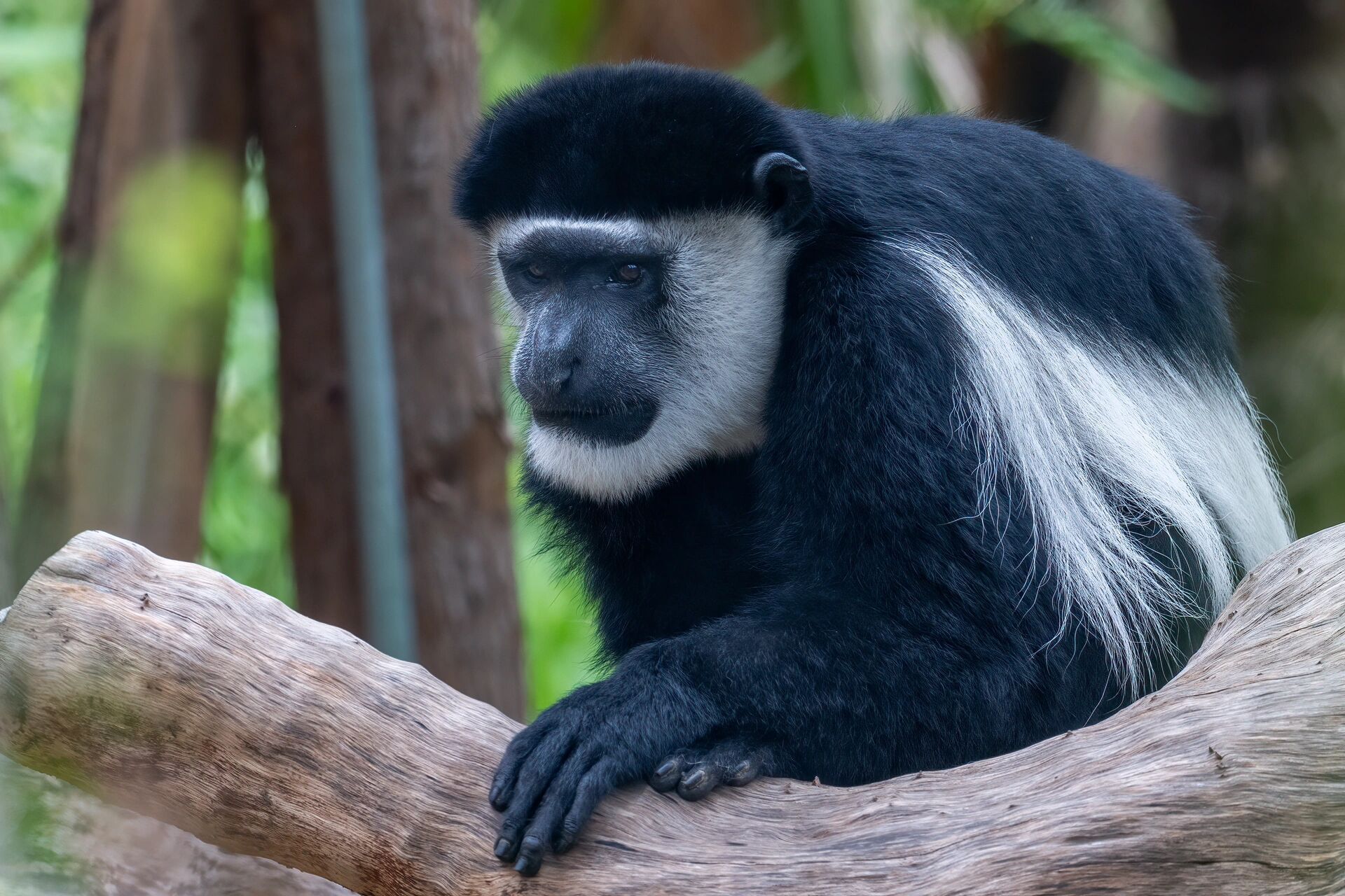南京红山森林动物园丨猴子篇