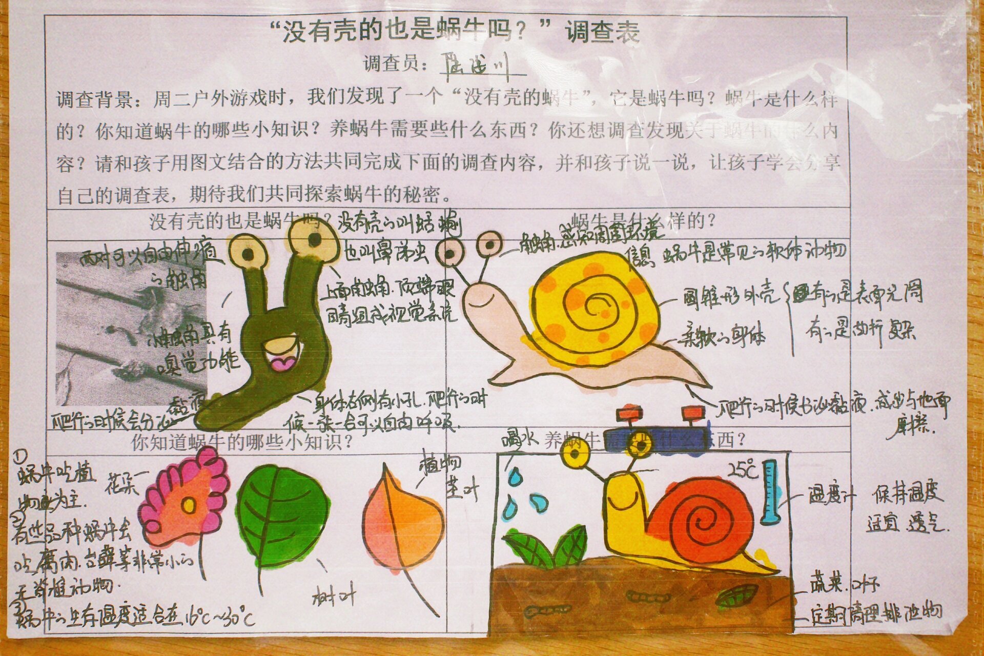 幼儿园调查表《蜗牛生长记》 99这次的调查对象是蜗牛,先是和小辣条