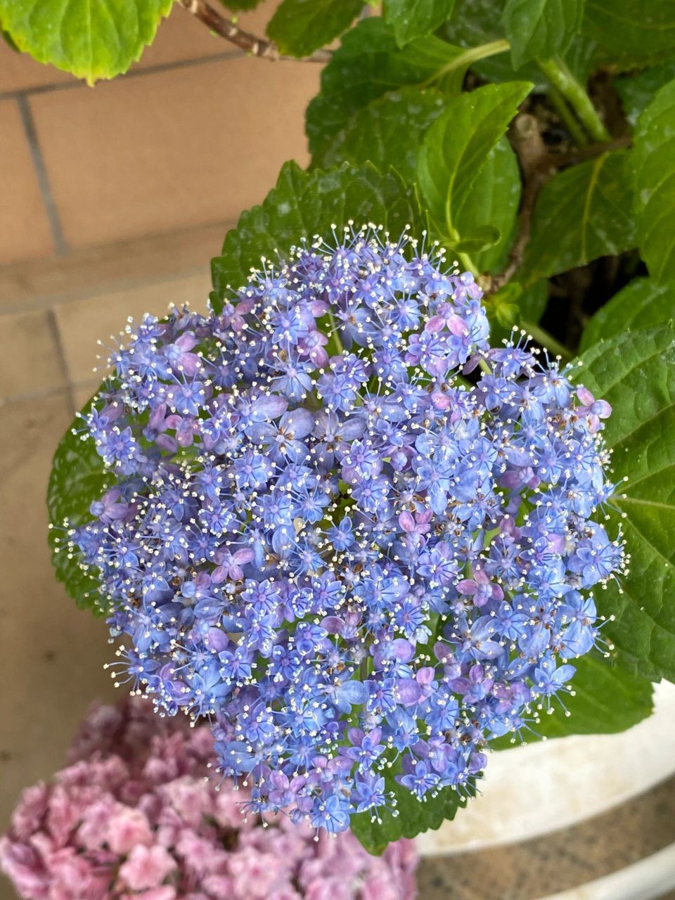 有松,三河千鸟的区别 标签丢了,看不出区别,感觉差不多,都有"鼻毛",之