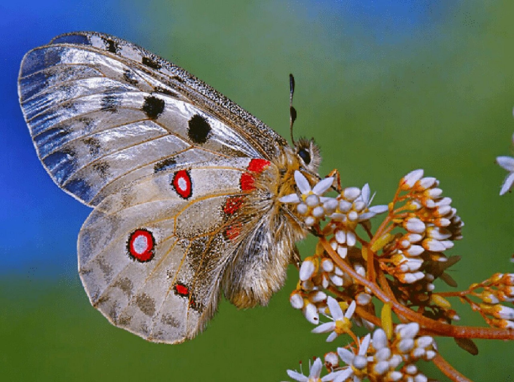 每天认识一种蝴蝶| 011--阿波罗绢蝶 🦋阿波罗绢蝶 	 别名:无 科属: