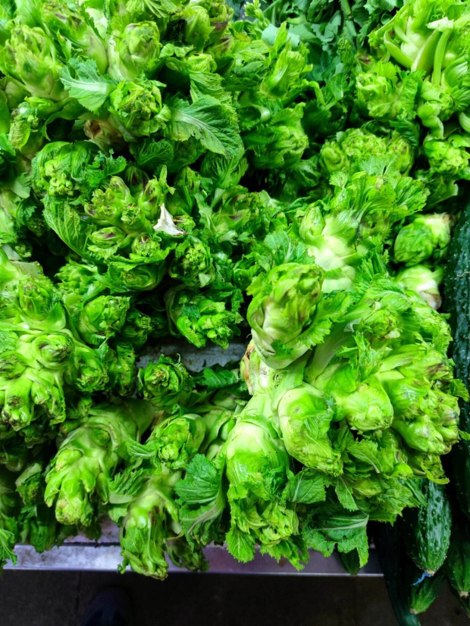 榨菜是被子植物门,双子叶植物纲的一科,多为草本植物,是芥菜中的一类