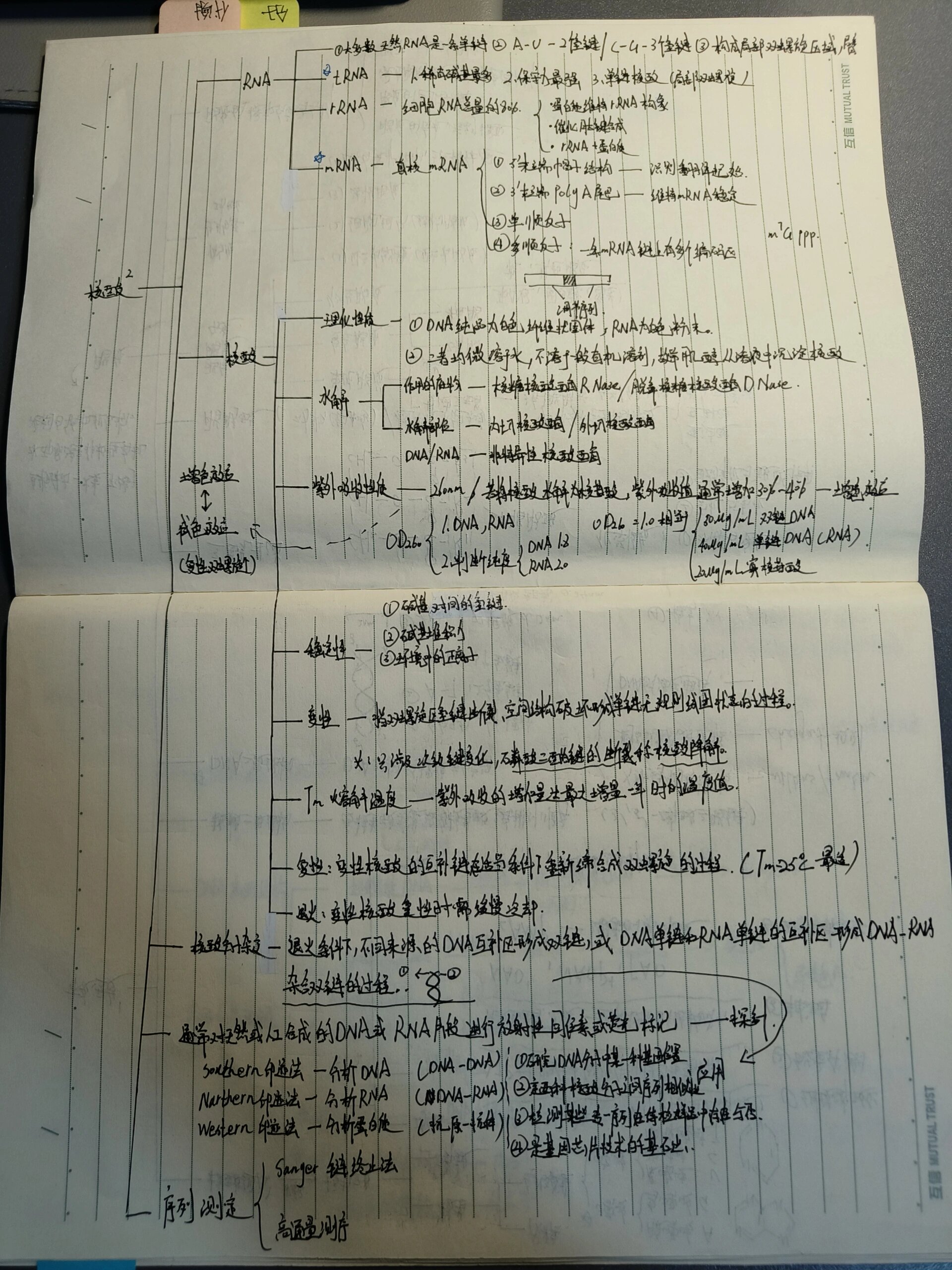 核酸-生化思维导图
