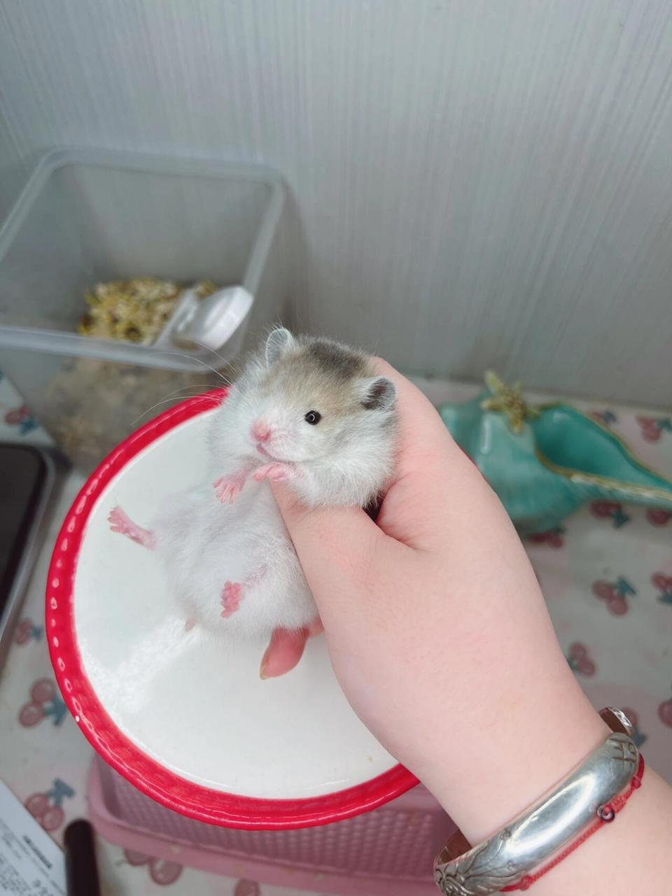 金丝熊花色品种记录科普:"火波利" 科普 品种名俗称:火波利 基因:utoy