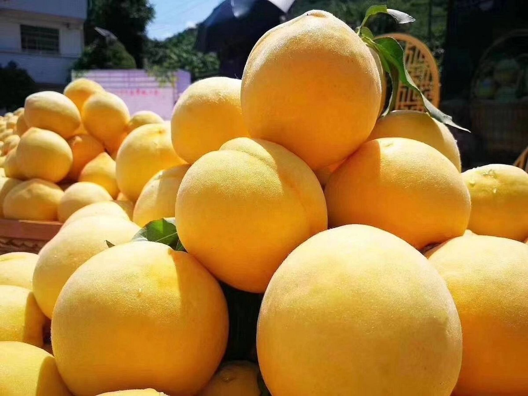 又到了吃黄桃的季节,湖南黄桃唯有炎陵黄桃 炎陵黄桃栽种于湖南省炎陵