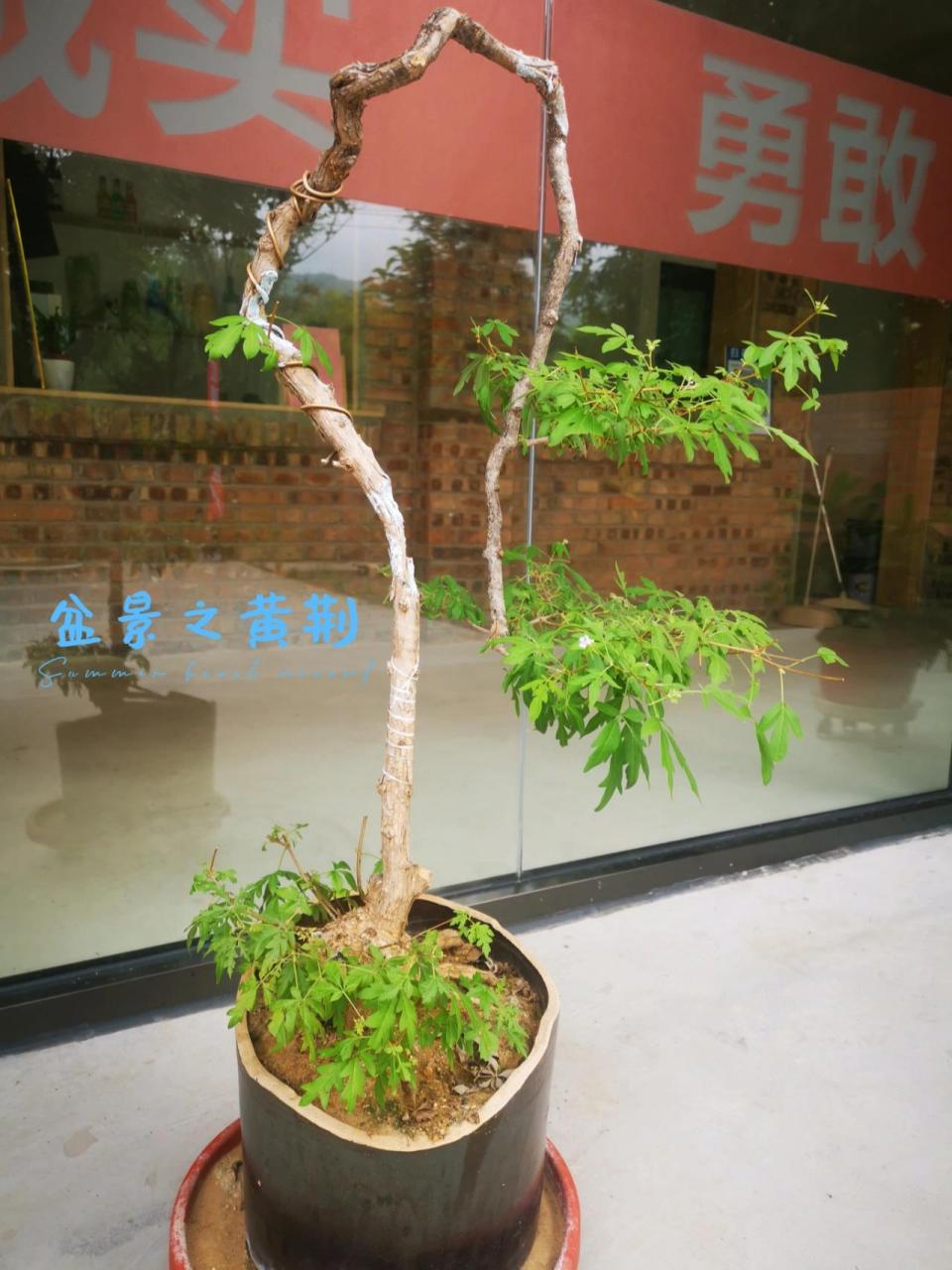 黄荆盆景一般出自下山桩,由于其枝条(也就是我们说的荆条)柔软有韧性