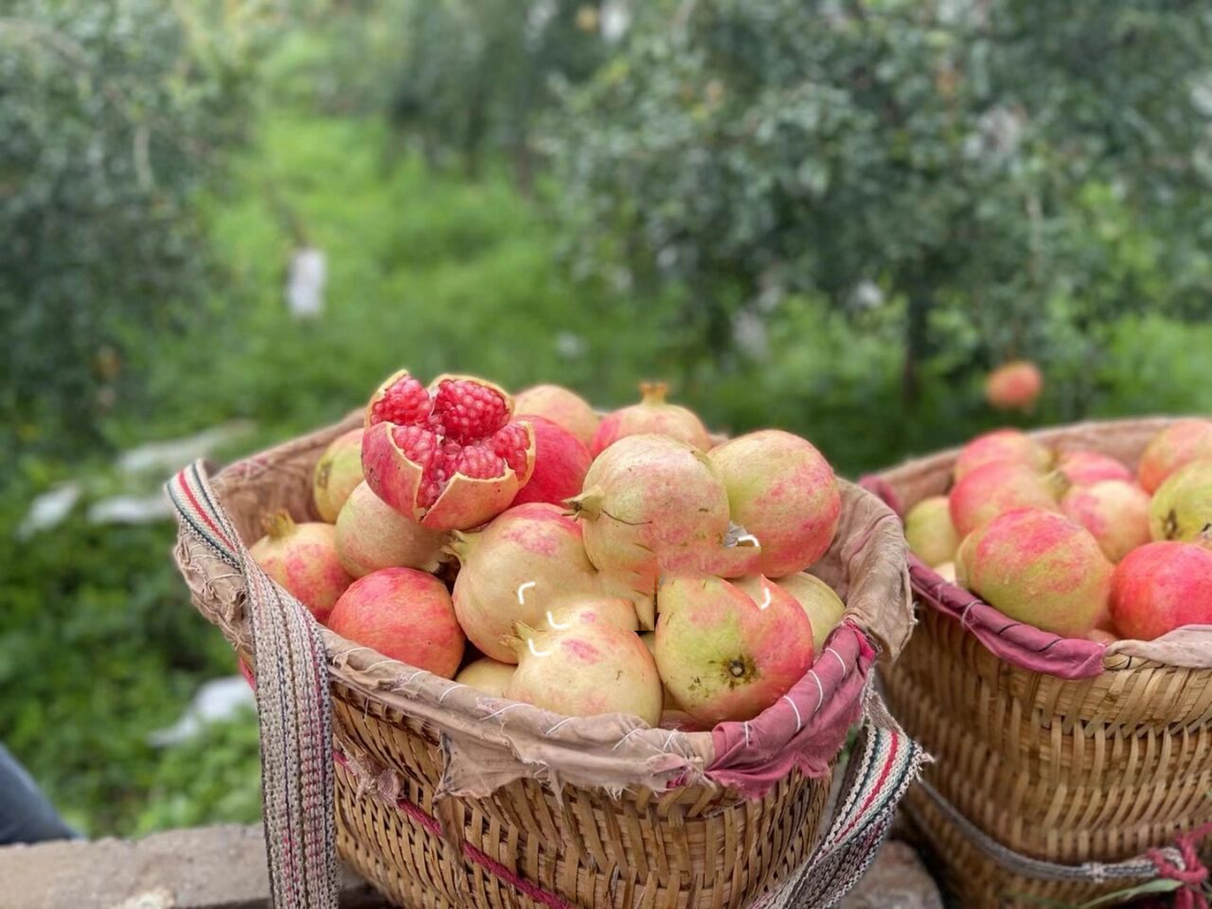 大凉山会理软籽石榴简介三 会理软籽石榴特点 1.