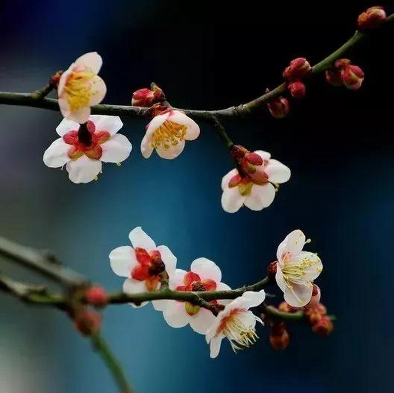 【飞花令】今日主题:家 卖花翁 唐·吴融 和烟和露一丛花,担入宫城许