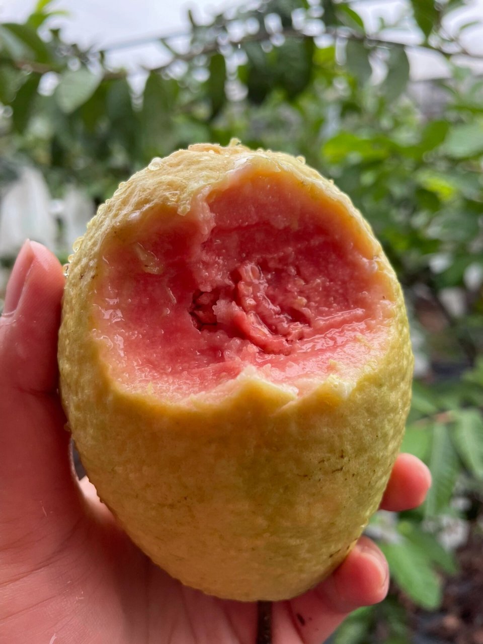 芭乐红心番石榴坐果开花的种植方法 芭乐红心番石榴又名叫鸡屎果 不