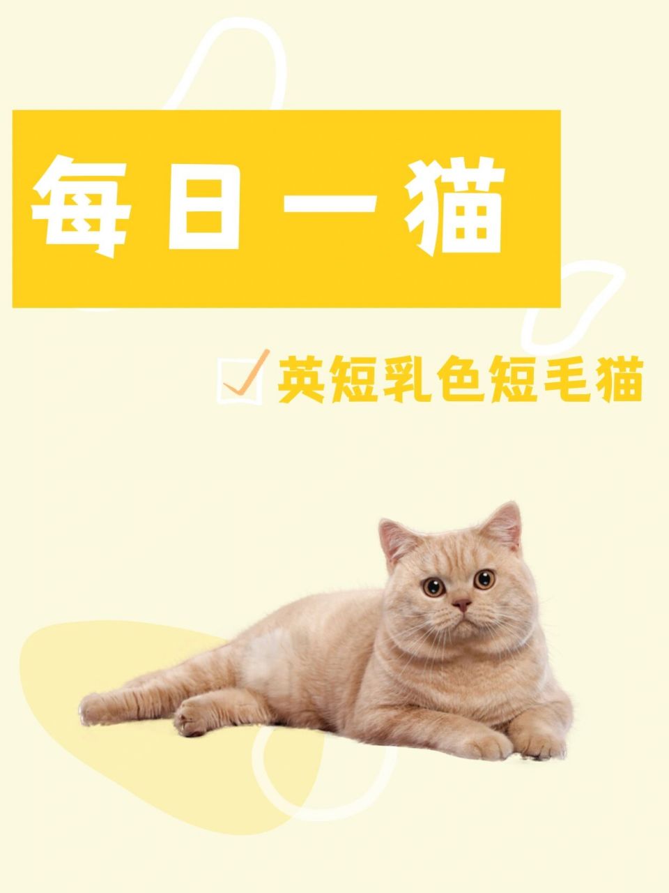 每日一猫|英短乳色猫 乳色英短猫 97起源:英国短毛猫是一个古老的