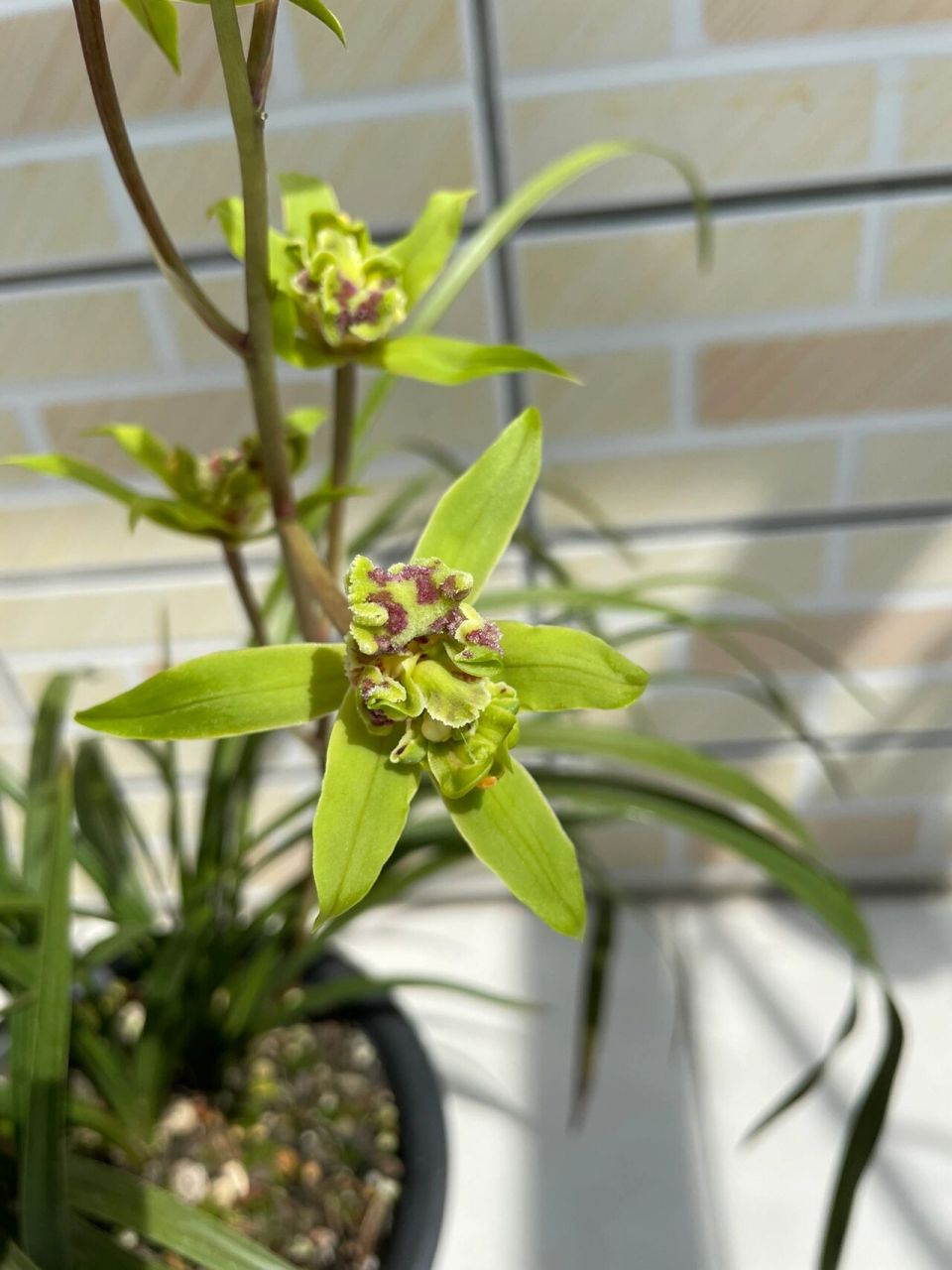 蕙兰绿牡丹,多瓣多舌狮子头奇花