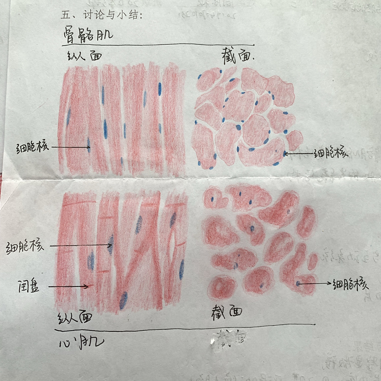 骨骼肌 心肌 横纵面手绘图 骨骼肌 心肌 横纵面手绘图