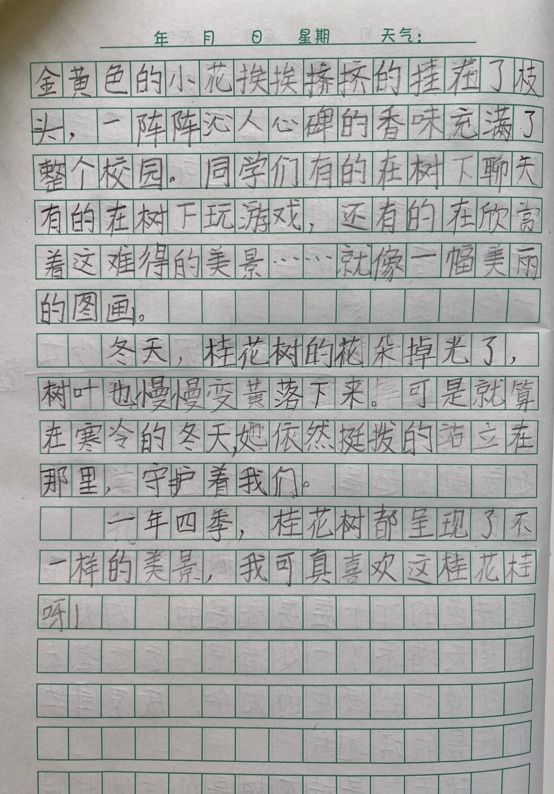 桂花三年级作文300字图片