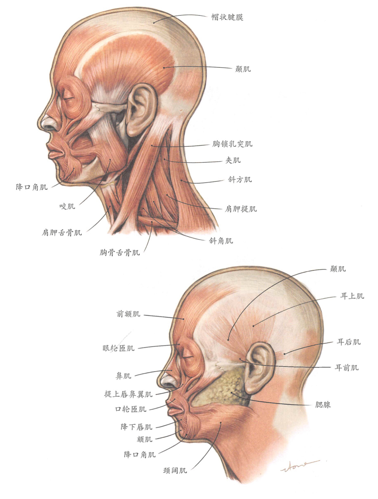 笑肌解剖图片图片