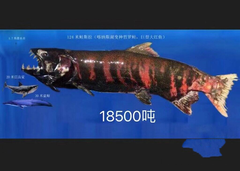 传说中喀纳斯湖124米巨型哲罗鲑究竟有多大