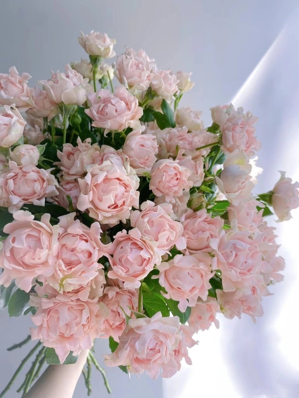 每天认识一种花-苏芬(多头玫瑰) 别名:玫瑰,多头海葵 苏芬 花语:初恋