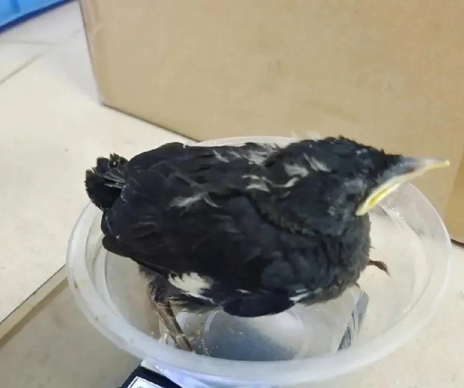 八哥幼鸟第三阶段的喂养,通过第二阶段的喂养后八哥鸟不管是体重或者