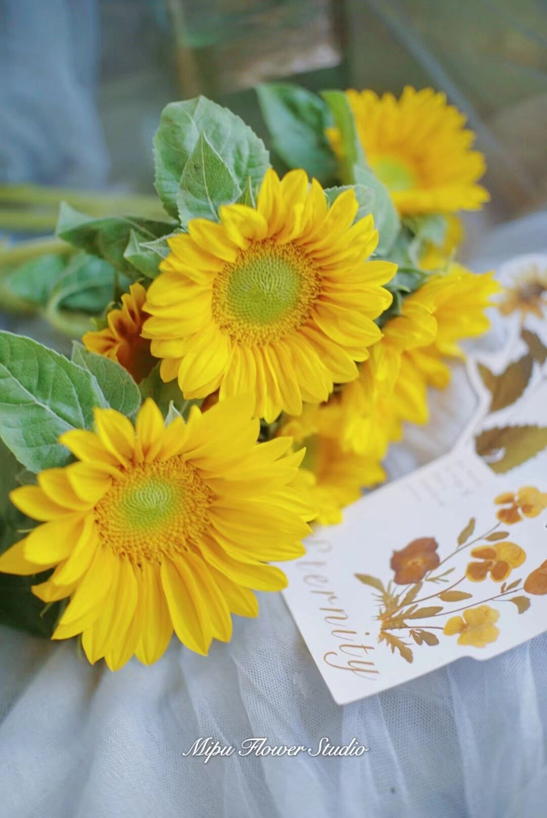 花材分享|绿心迷你向日葵 绿心迷你向日葵