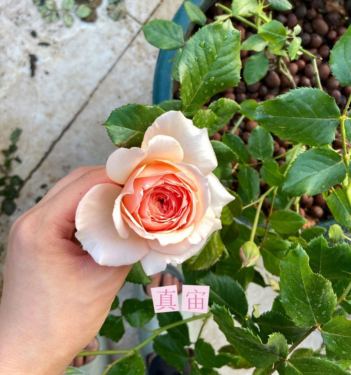 阳台月季 朱丽叶 亚伯 真宙大对比      阳台月季之朱丽叶,亚伯,真宙