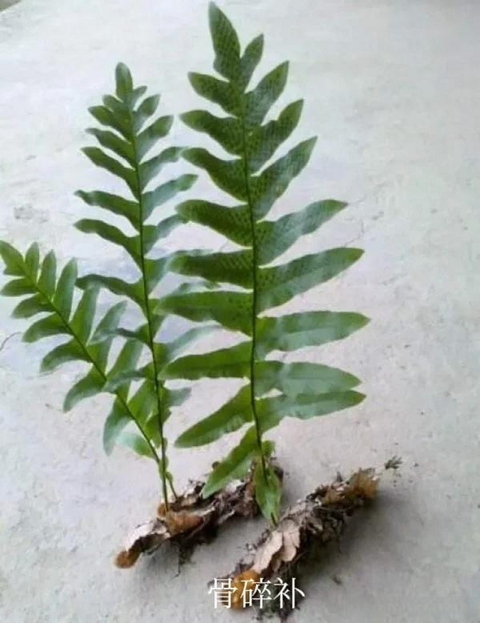 今天下午,又找到了一种名叫骨碎补草药.山上漄边上生长很多骨碎补!