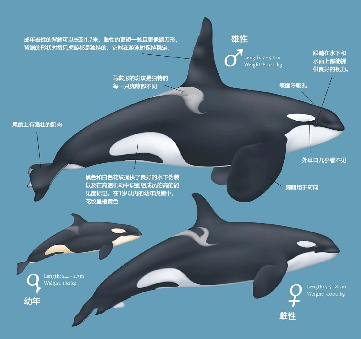 自古黑白出萌物～细说虎鲸 图3 上至下 居留虎鲸/过客虎鲸/离岸虎鲸