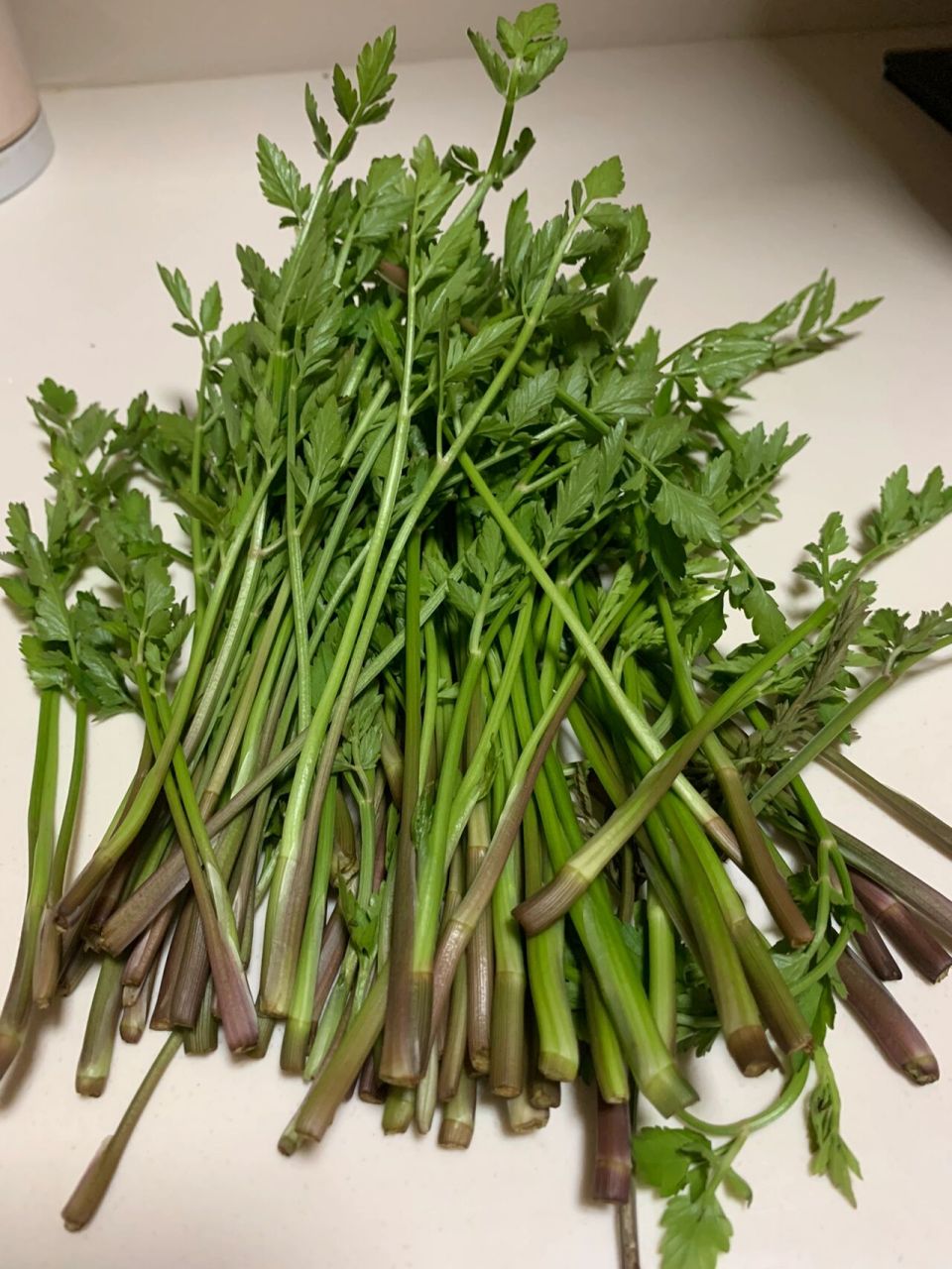 一直不敢动 不确定是不是野生水芹菜,湿地公园看到直觉觉得是可以吃的