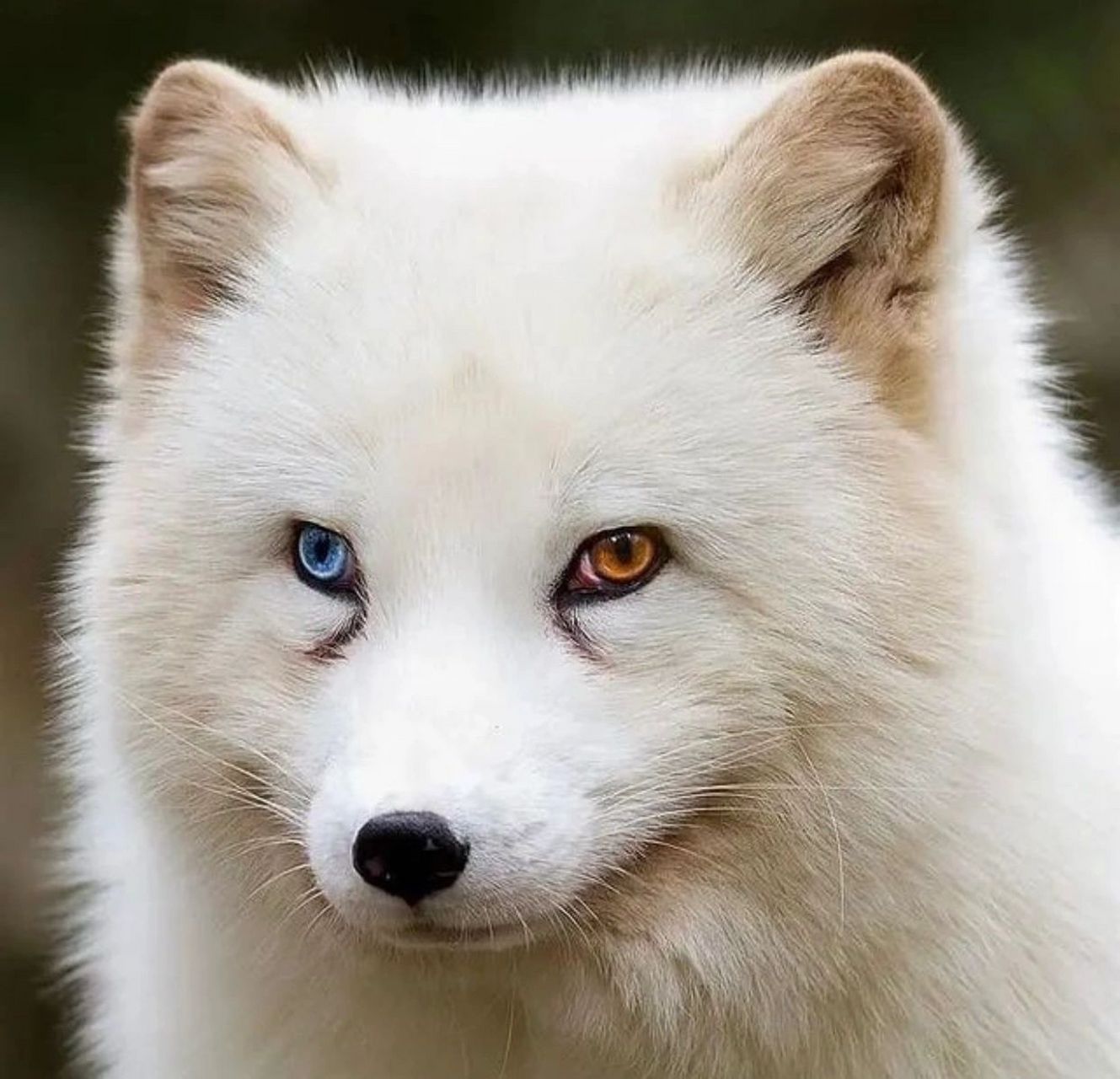 7215市面上叫"雪狐"的有两种 一种是"北极白狐" 一种是"影狐"