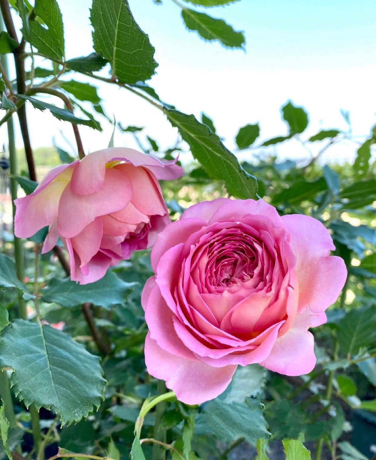 日本月季梦光环的优缺点分析～ 梦光环dream light由日本月季育种家