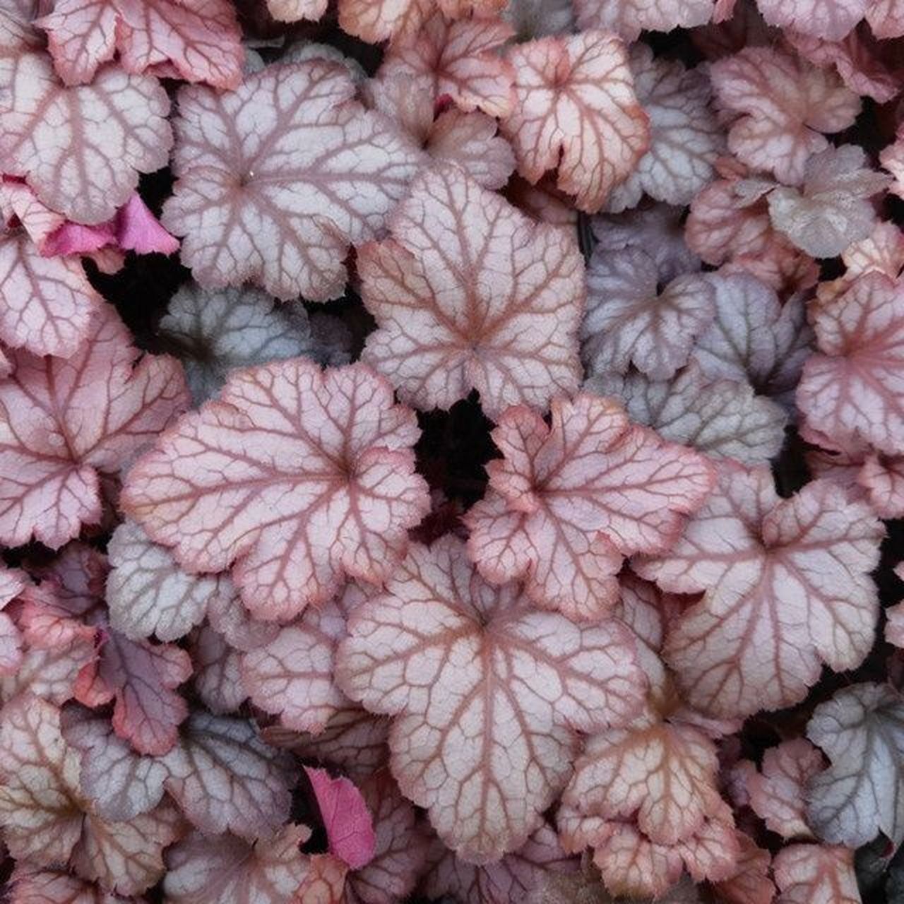 矾根 91又名肾形草 91分类:蔷薇目  虎耳草科  矾根属 91形态