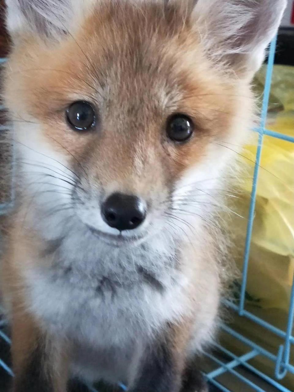 狐狸饲养事项(上) 超长保姆级别多宠物狐狸饲养事项 想要入手 请深思