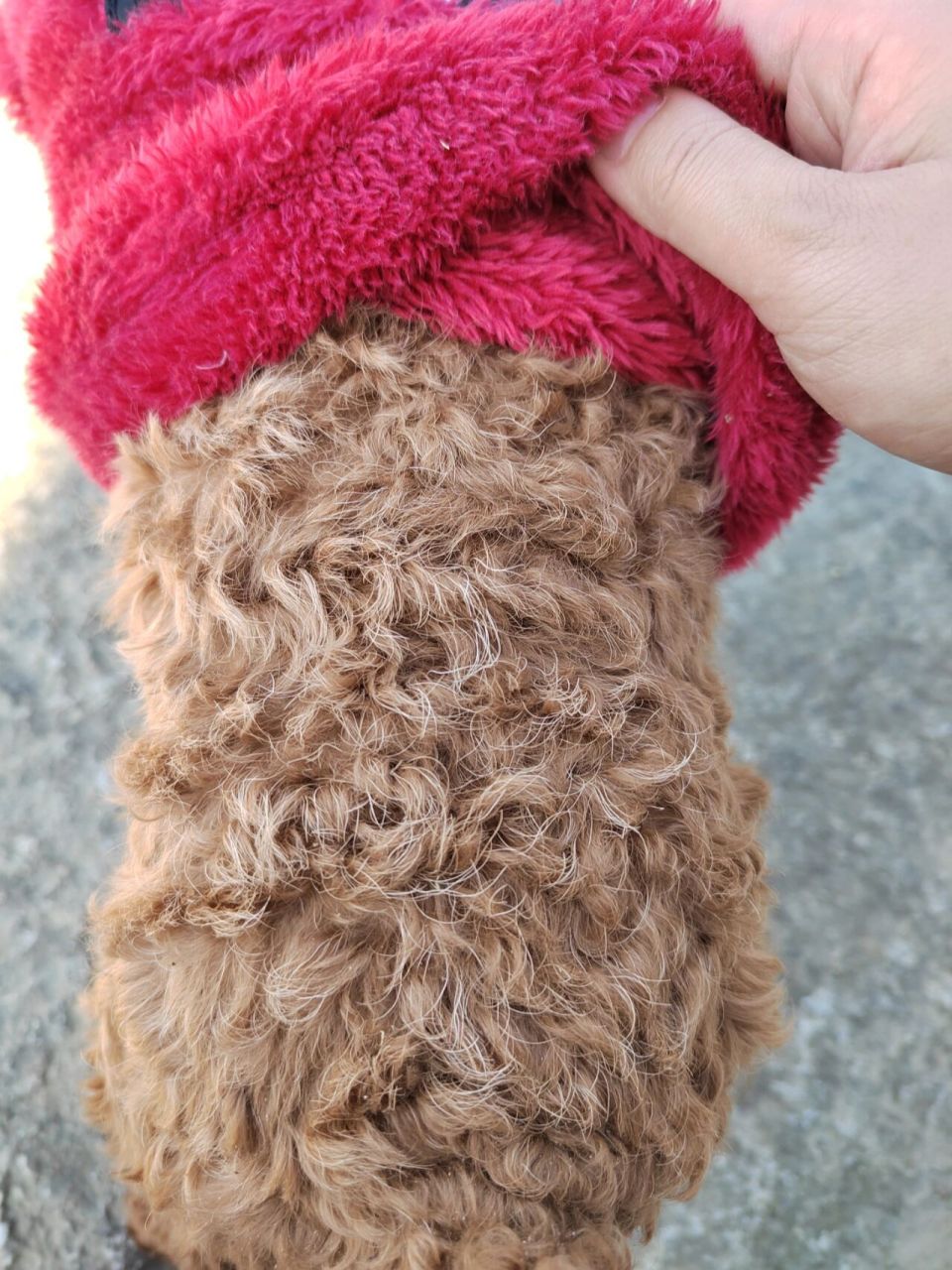 你们家泰迪也这样吗?背上长白毛了