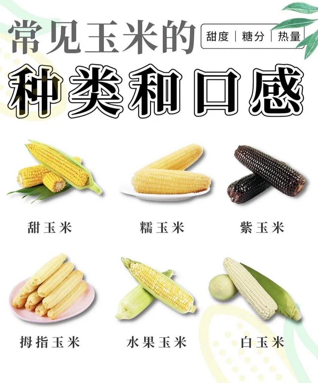常见玉米的种类和口感.哪种营业价值更高?