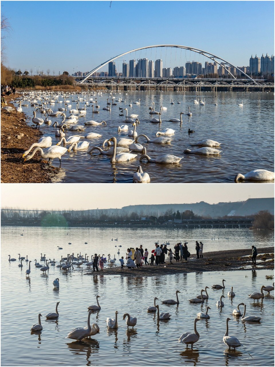 三门峡天鹅湖照片图片