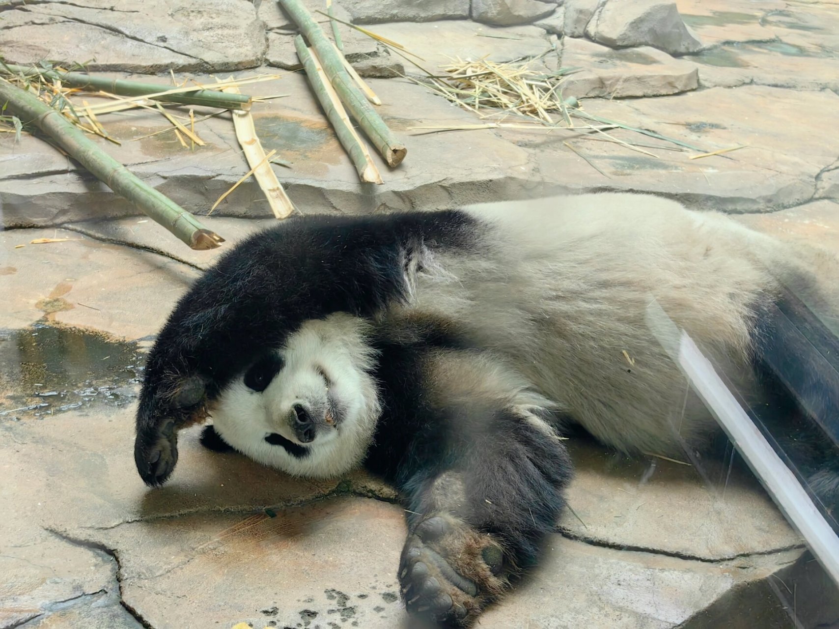 鞍山动物园大熊猫图片