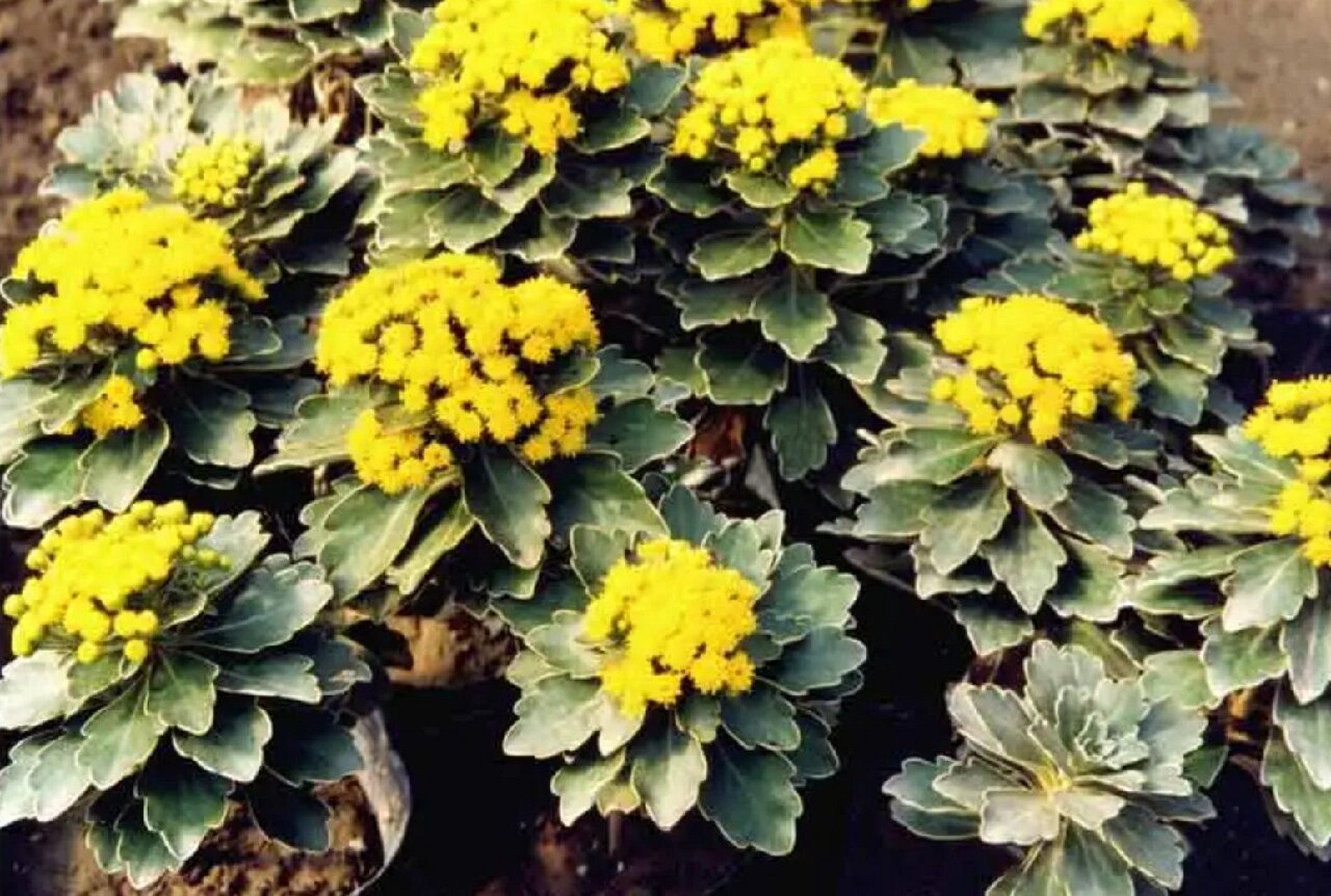 识花|亚菊 9797多年生草本,高30-60厘米.