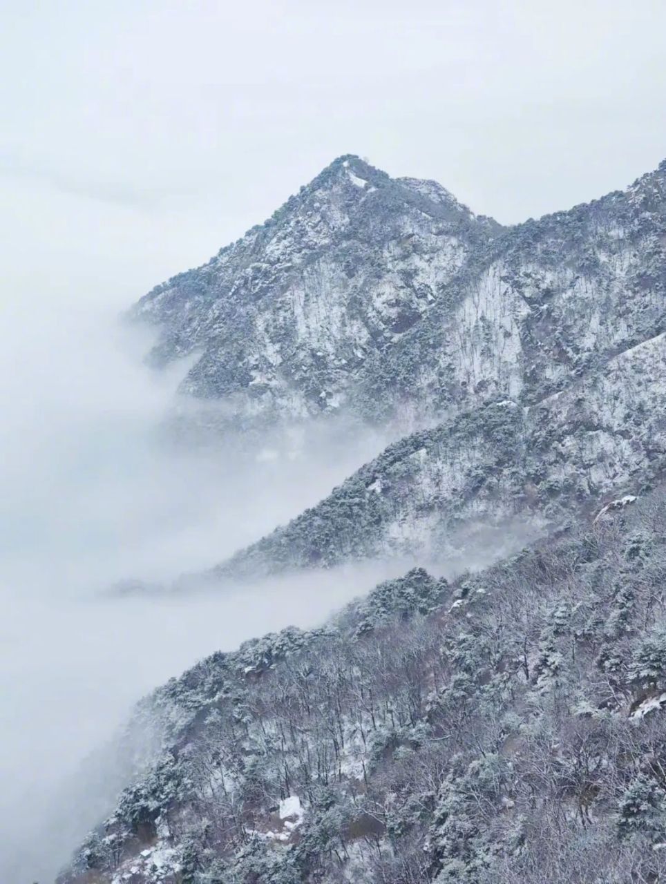 泰安雪景图片