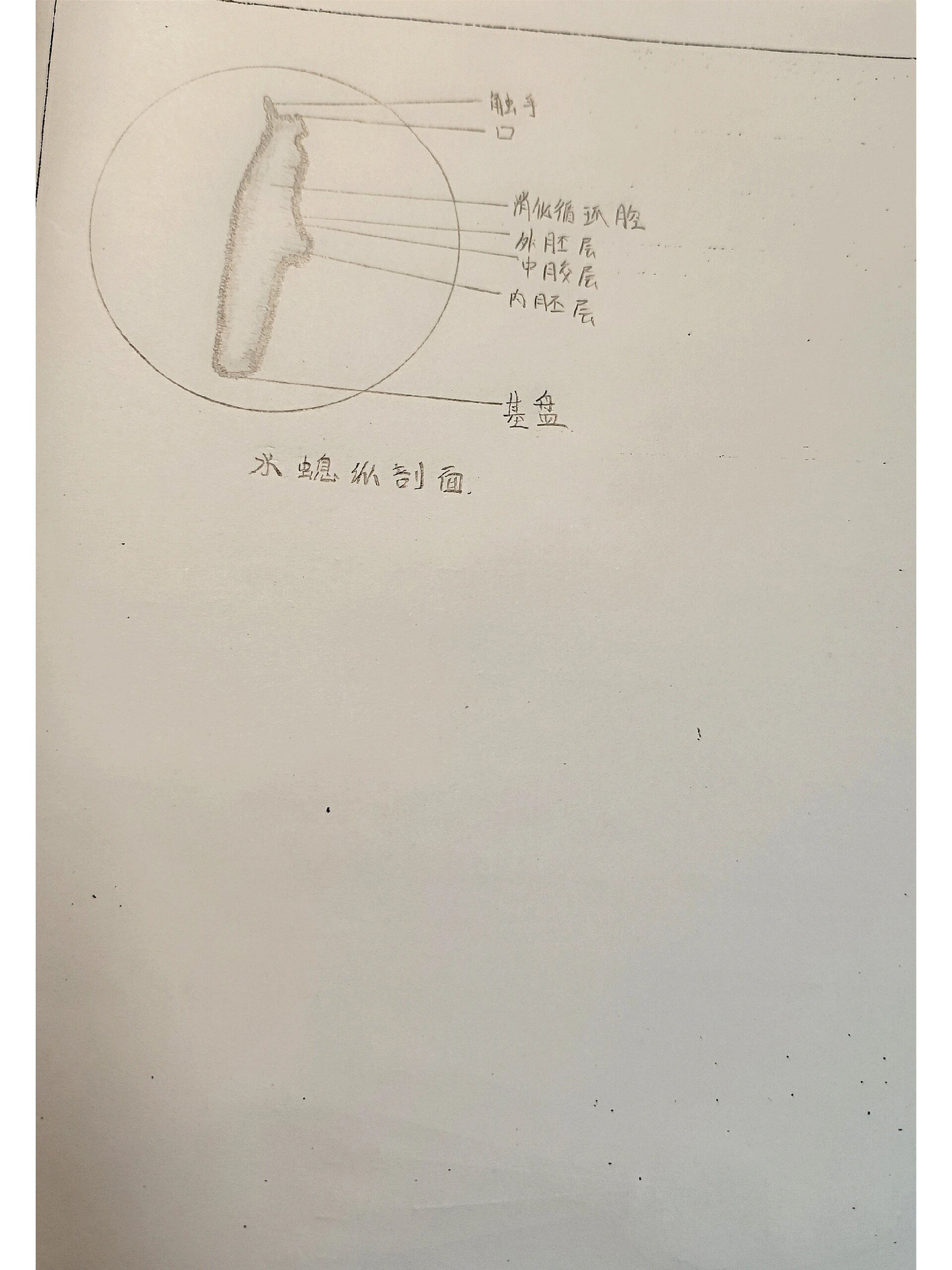 涡虫横切图 实验报告图片